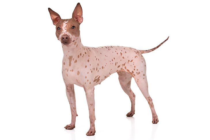 American Hairless Terriers Pet Insurance