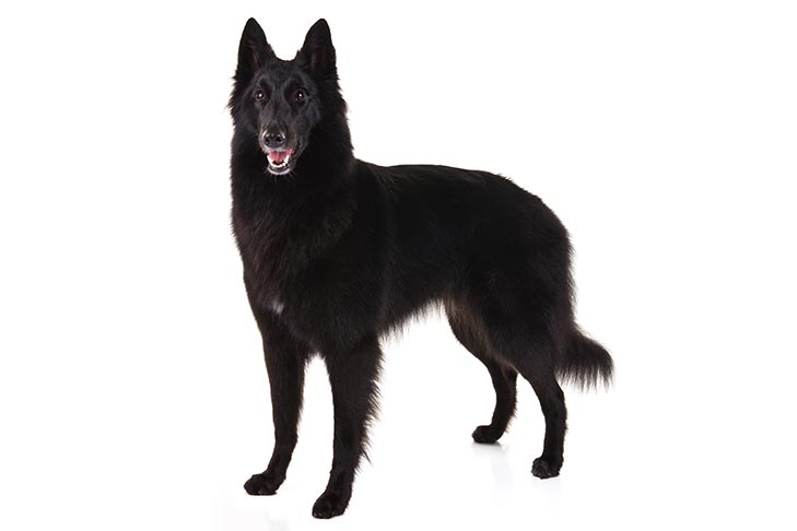 Belgian Sheepdogs pet insurance