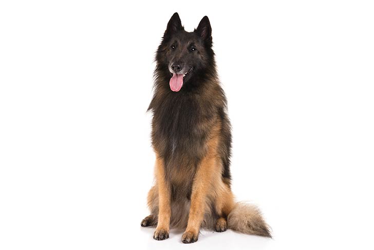 Belgian Tervuren pet insurance