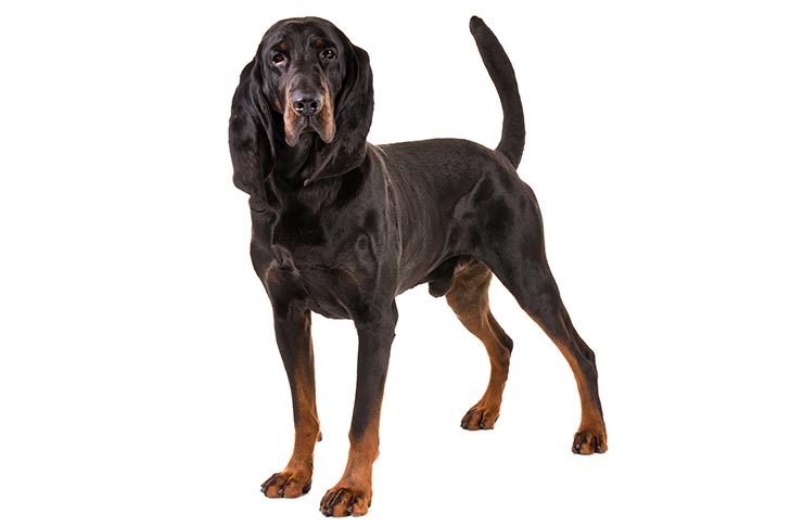 Black and Tan Coonhounds pet insurance