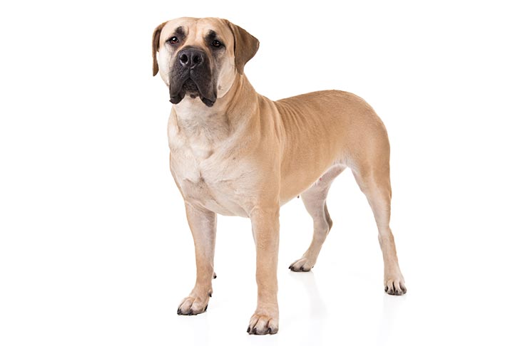 Boerboels pet insurance