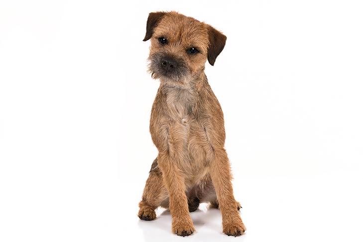 Border Terriers pet insurance