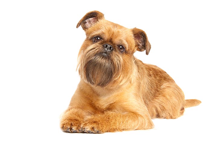 Brussels Griffons pet insurance