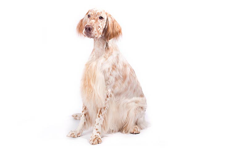 English Setters pet insurance