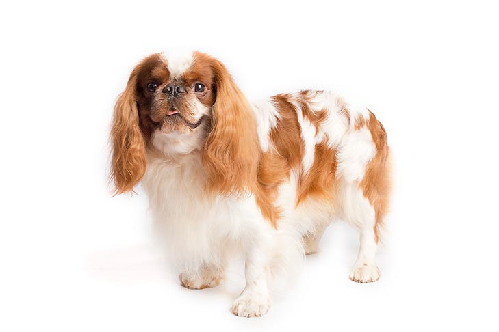 English Toy Spaniels pet insurance