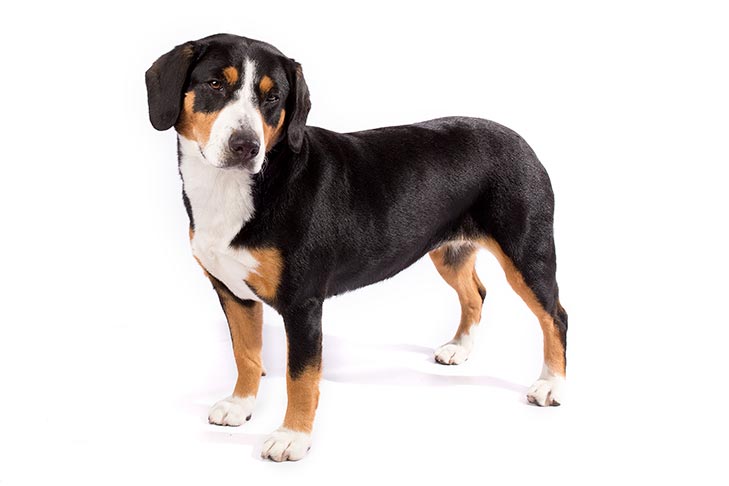 Entlebucher Mountain Dogs pet insurance