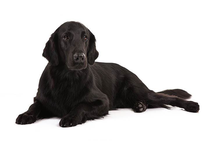 Flat-Coated Retrievers pet insurance