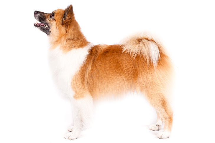 Icelandic Sheepdogs pet insurance