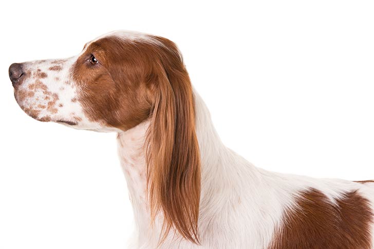 Irish Red And White Setters pet insurance