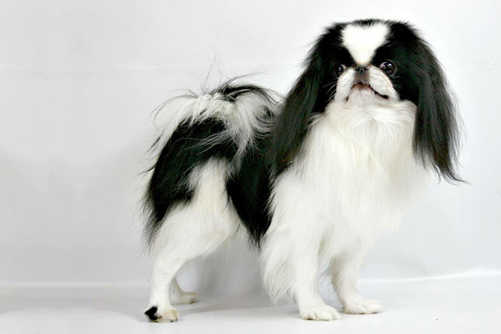 Japanese Chin pet insurance