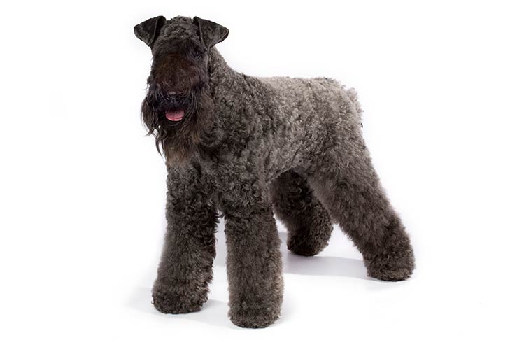 Kerry Blue Terriers pet insurance