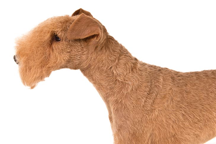 Lakeland Terriers pet insurance