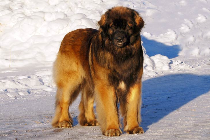 Leonbergers pet insurance