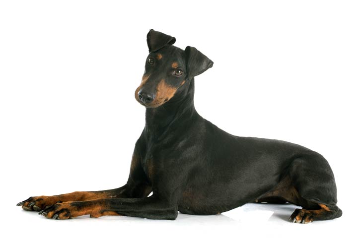 Manchester Terriers pet insurance