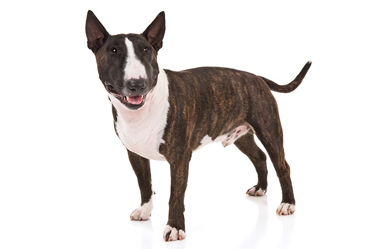 Miniature Bull Terriers pet insurance