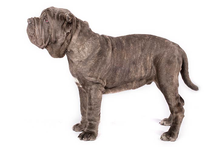 Neapolitan Mastiffs pet insurance