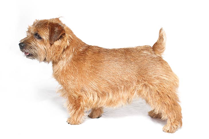 Norfolk Terriers pet insurance