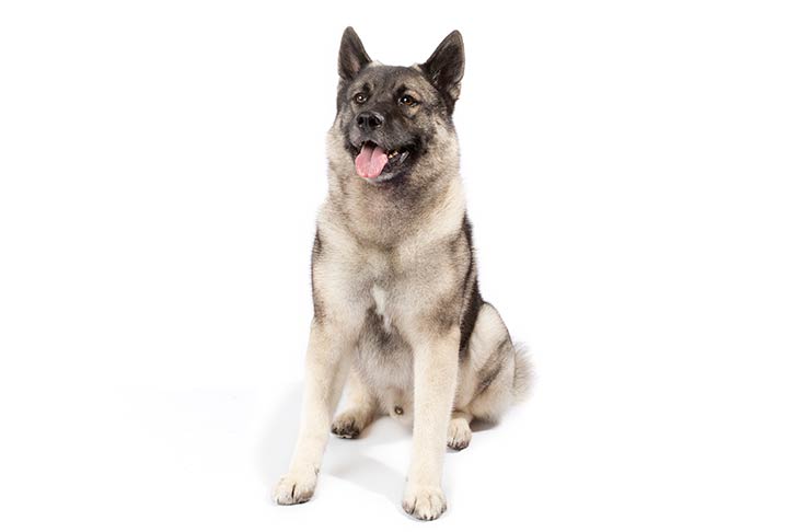 Norwegian Elkhounds pet insurance