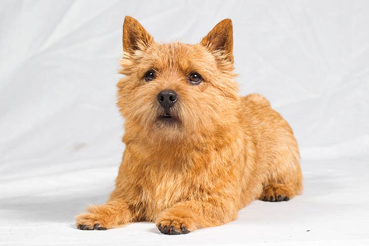 Norwich Terriers pet insurance