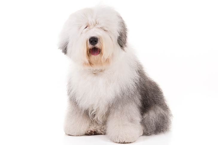 Old English Sheepdogs pet insurance