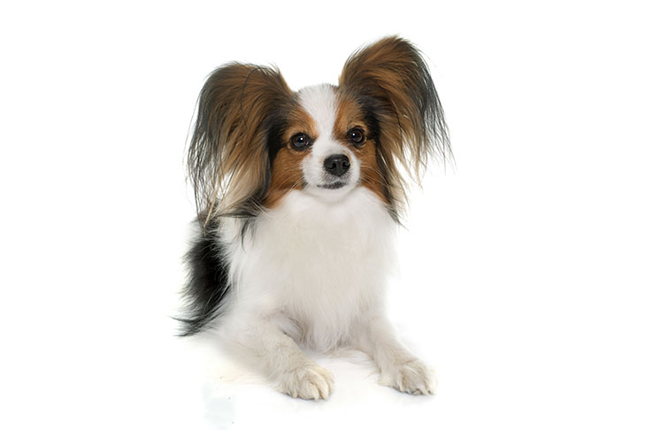 Papillons pet insurance