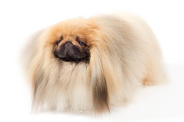 Pekingese pet insurance