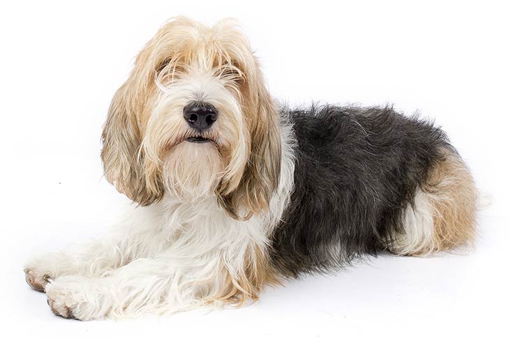 Petit Basset Griffons Vendeens pet insurance