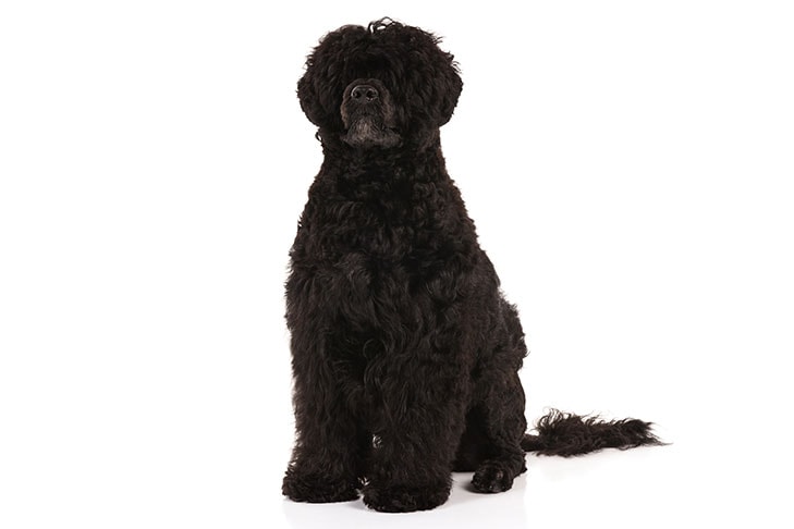 Portuguese Water Dogs pet insurance