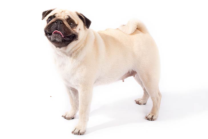 Pugs pet insurance