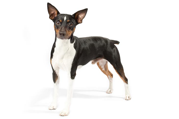 Rat Terriers pet insurance