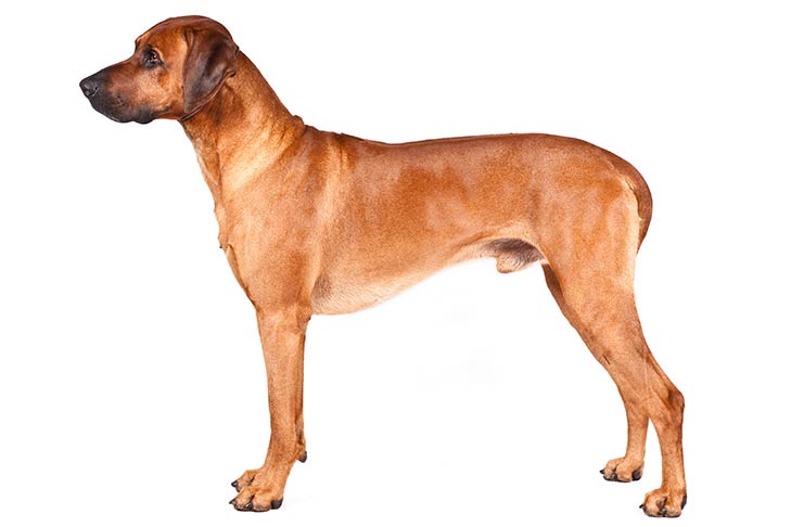 Rhodesian Ridgebacks pet insurance