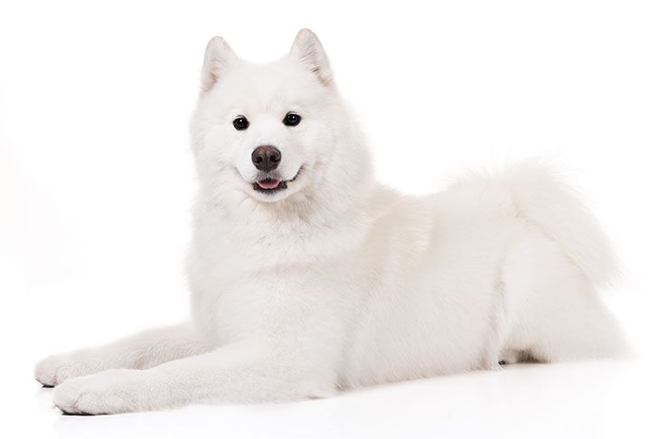 Samoyeds pet insurance