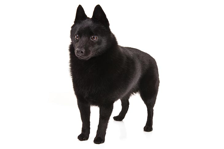 Schipperkes pet insurance