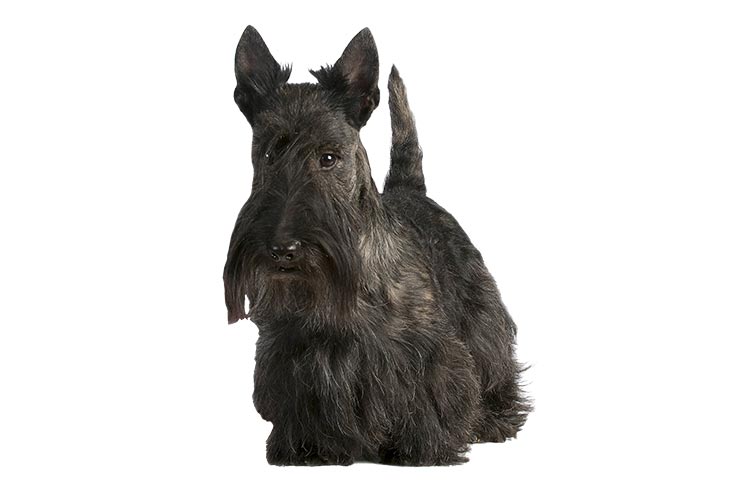 Scottish Terriers pet insurance