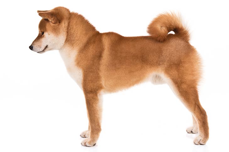 Shiba Inu pet insurance