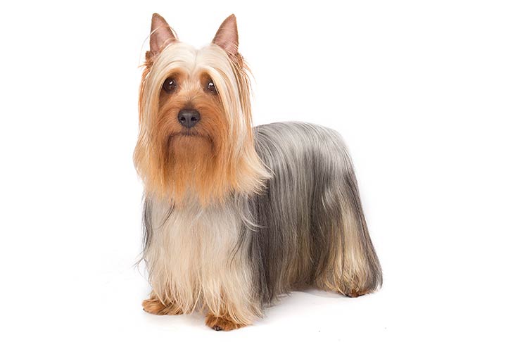 Silky Terriers pet insurance