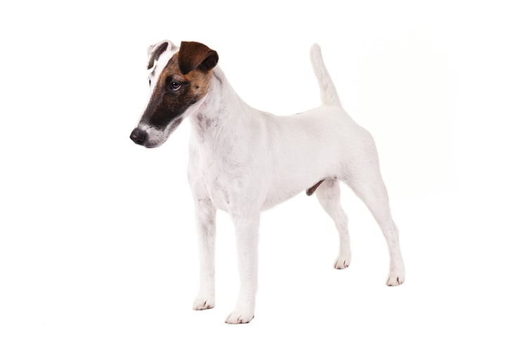 Smooth Fox Terriers pet insurance