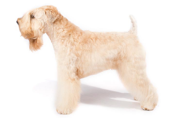 Soft Coated Wheaten Terriers pet insurance