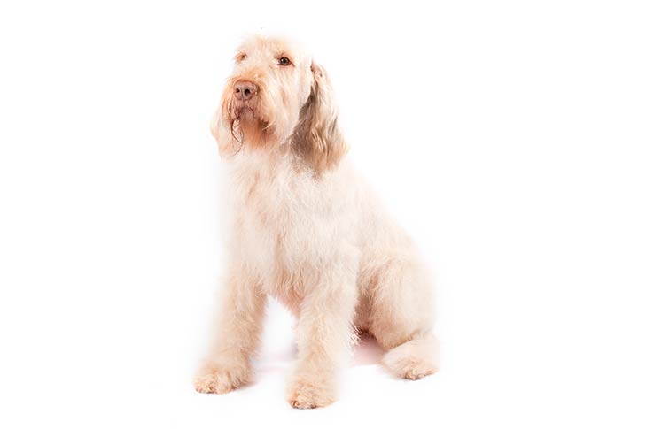 Spinone Italiani pet insurance