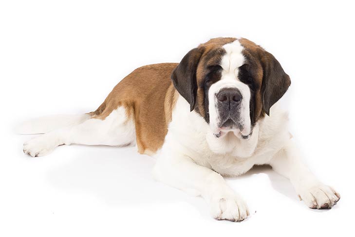 St. Bernards pet insurance