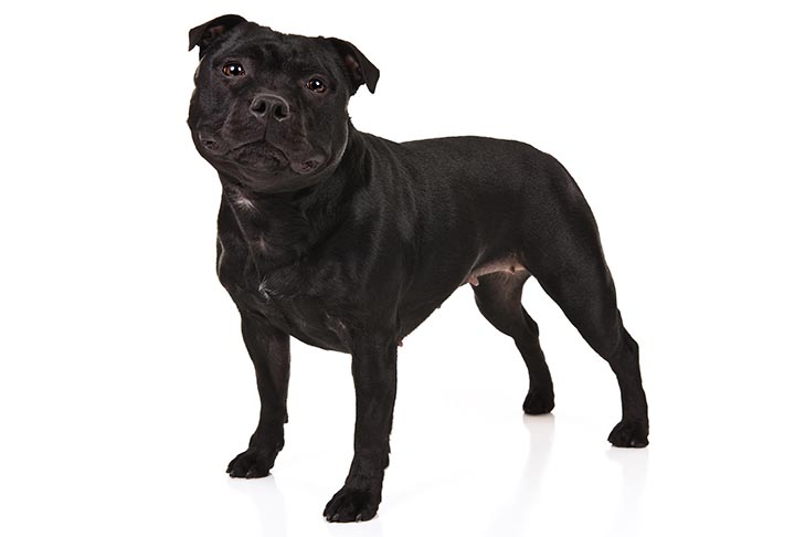 Staffordshire Bull Terriers pet insurance