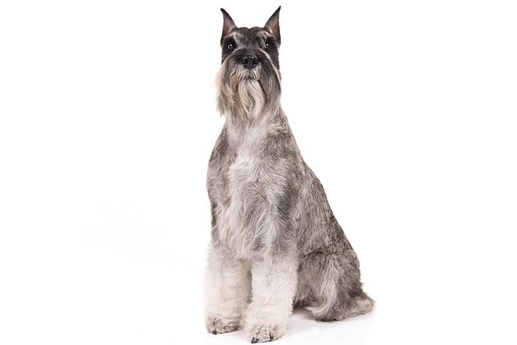 Standard Schnauzers pet insurance