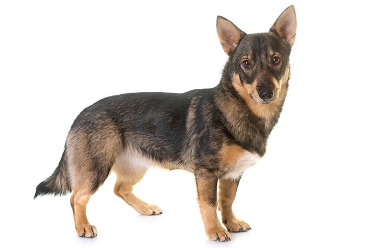 Swedish Vallhunds pet insurance