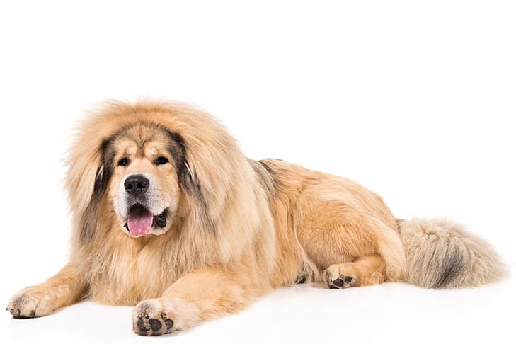 Tibetan Mastiffs pet insurance