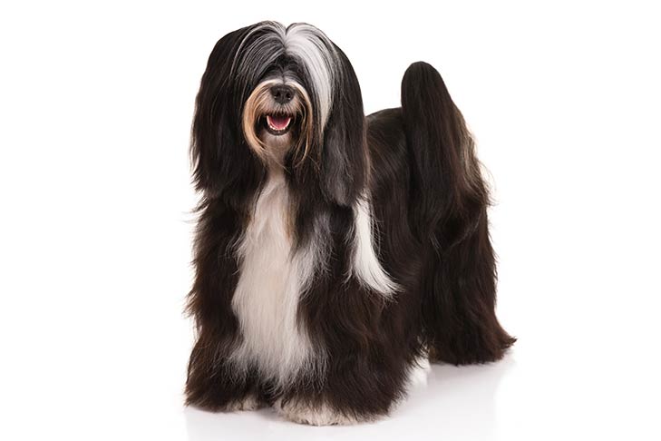 Tibetan Terriers pet insurance