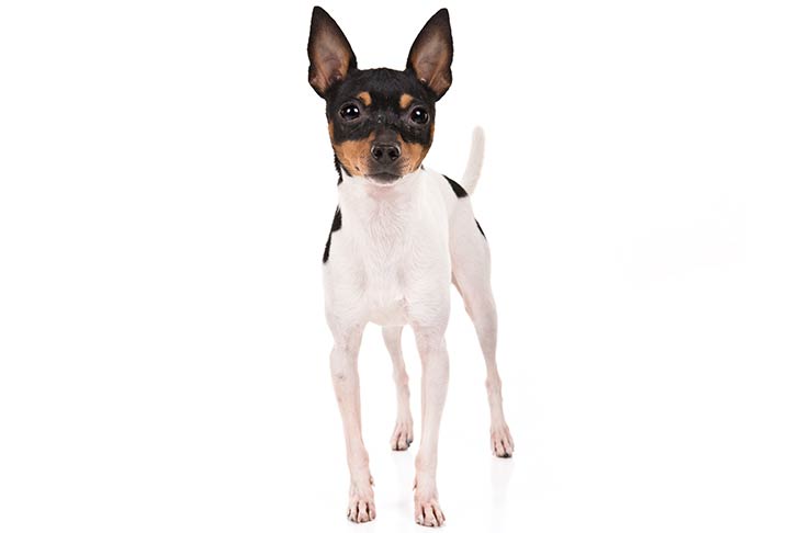 Toy Fox Terriers pet insurance