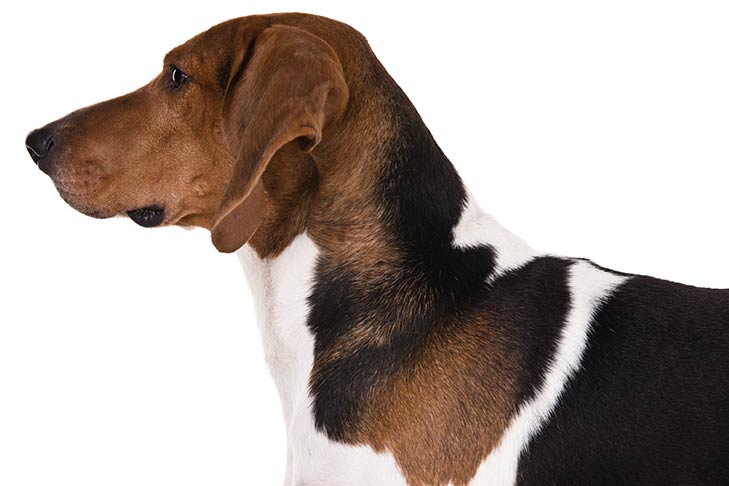 Treeing Walker Coonhounds pet insurance