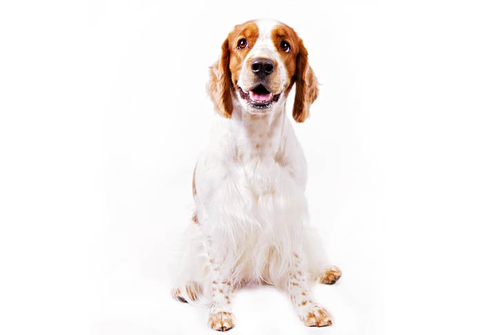 Welsh Springer Spaniels pet insurance