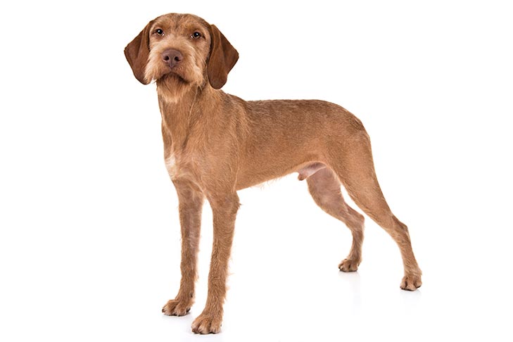 Wirehaired Vizslas pet insurance