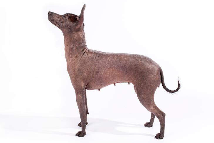 Xoloitzcuintli pet insurance